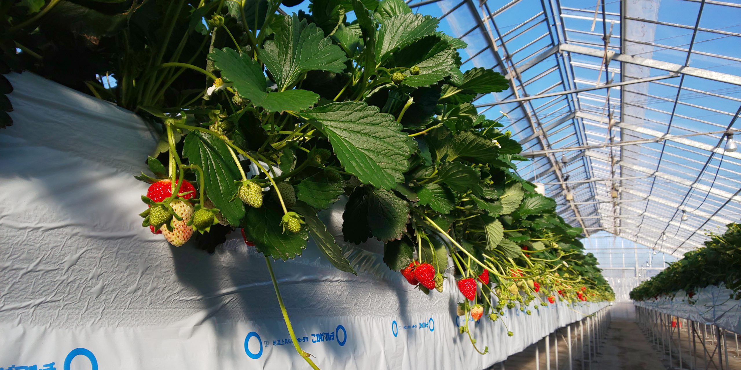 おすすめ🍓商品紹介②