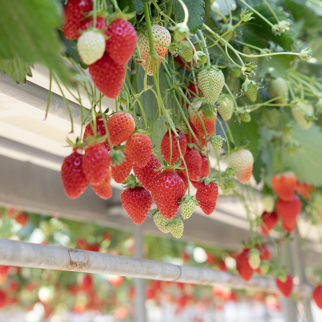 ５月５日(月)の営業について🍓