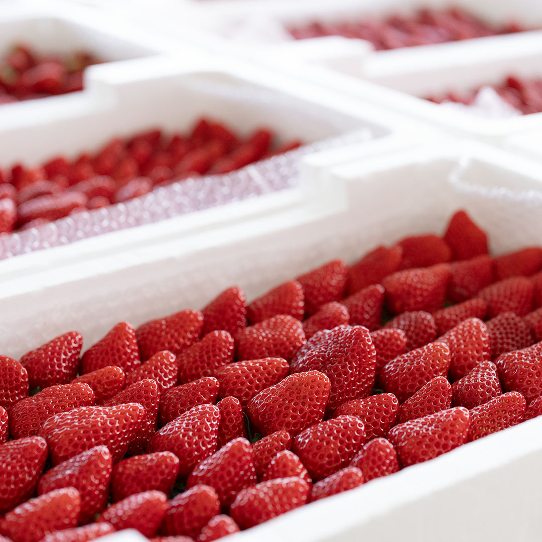 １月１０日(土)の営業について🍓