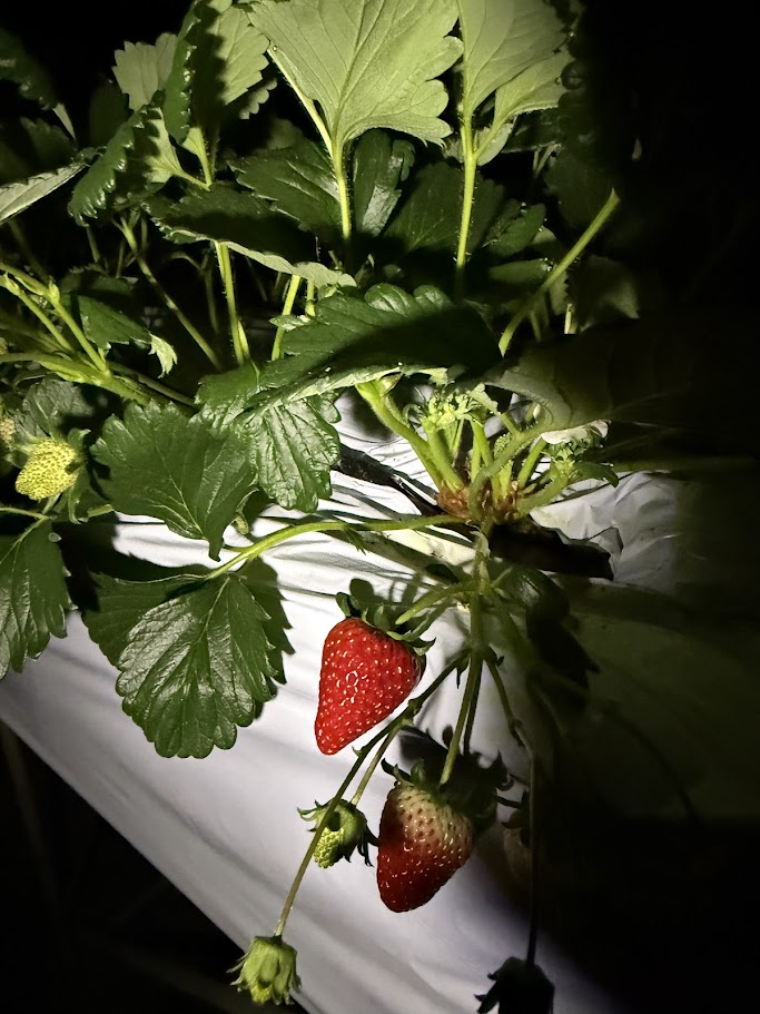 24日(水)OPEN初日の販売について🍓