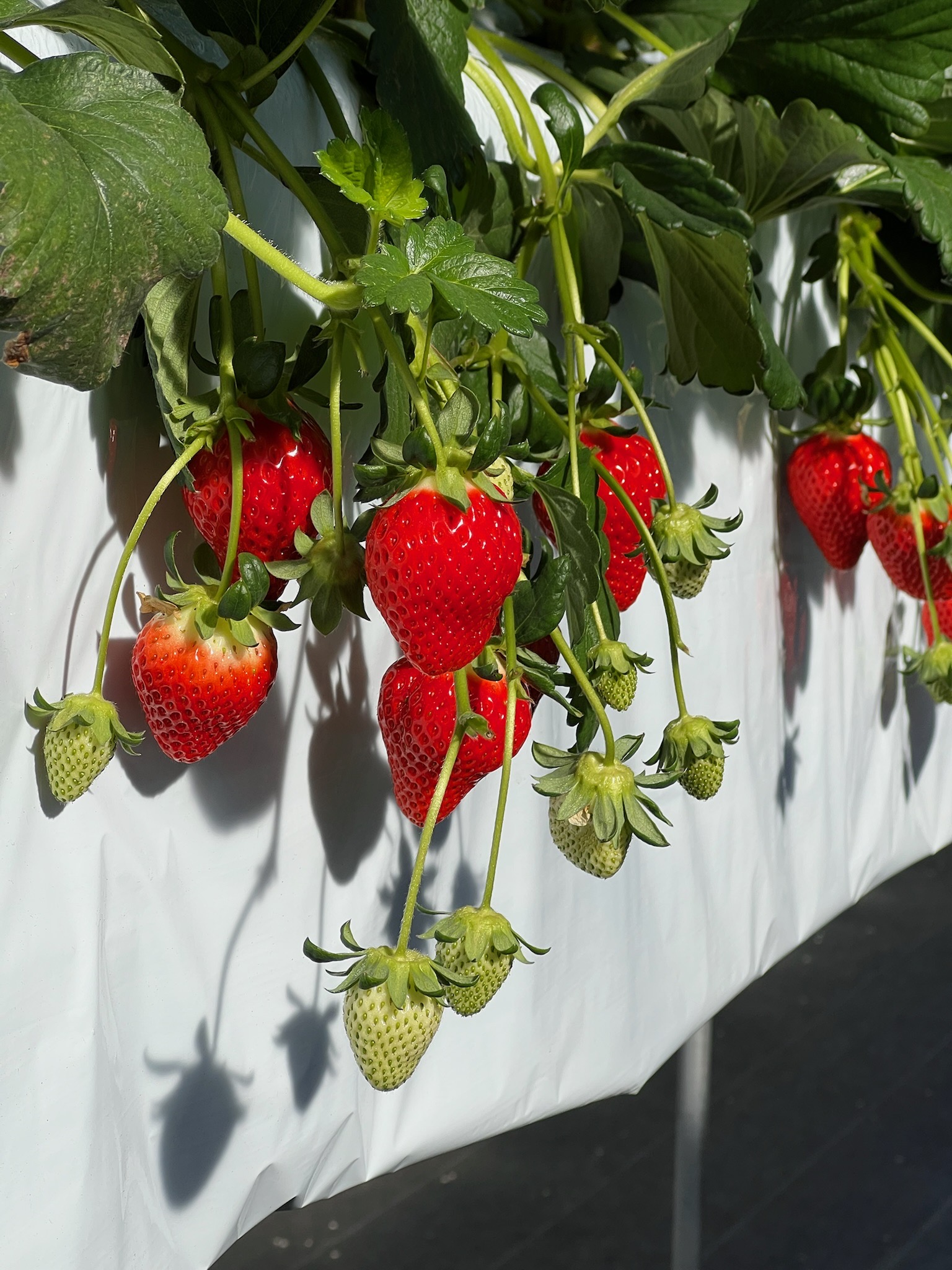 ２月１１日(水)の営業について🍓