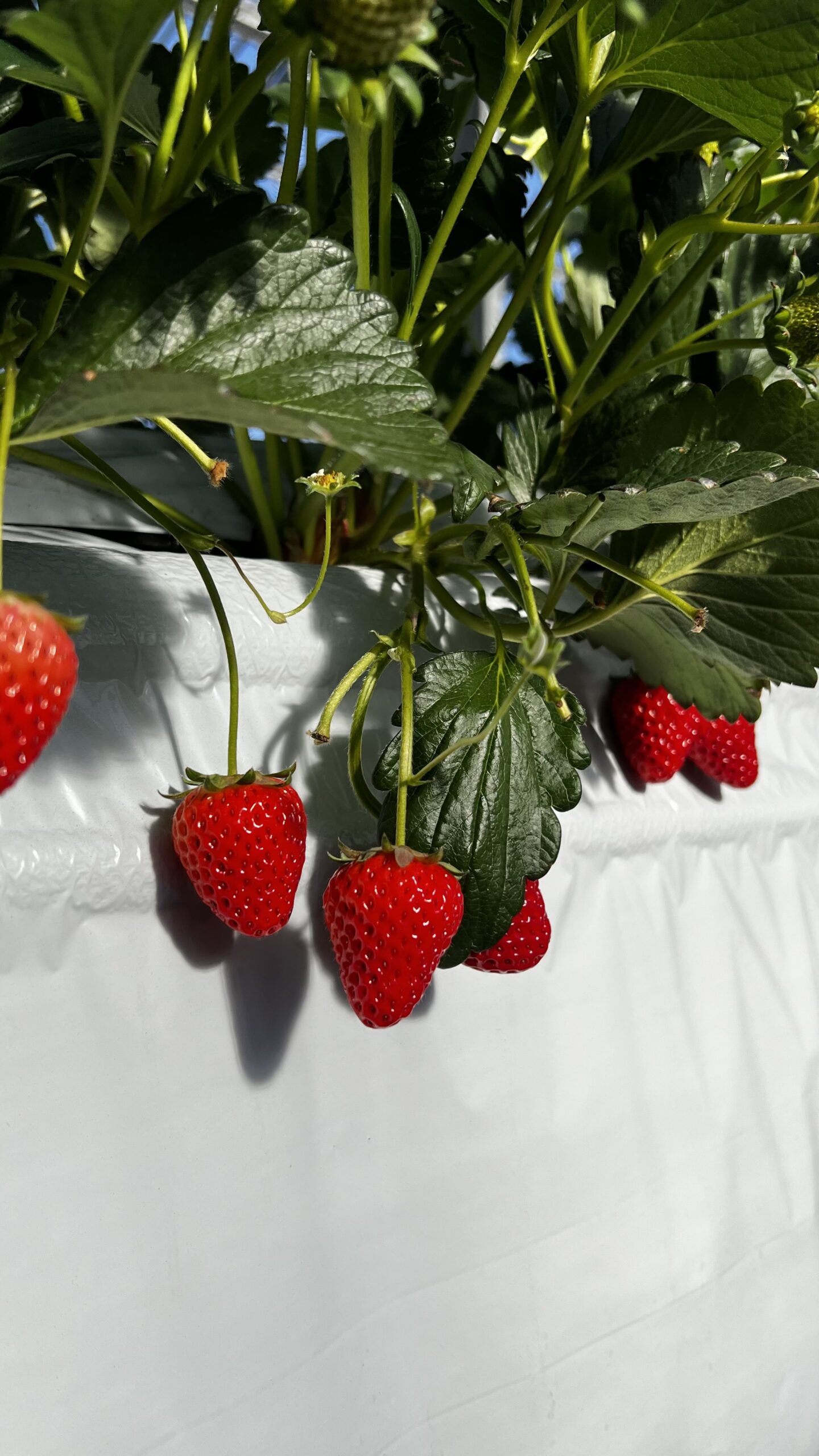 1月23日(金)の営業について🍓