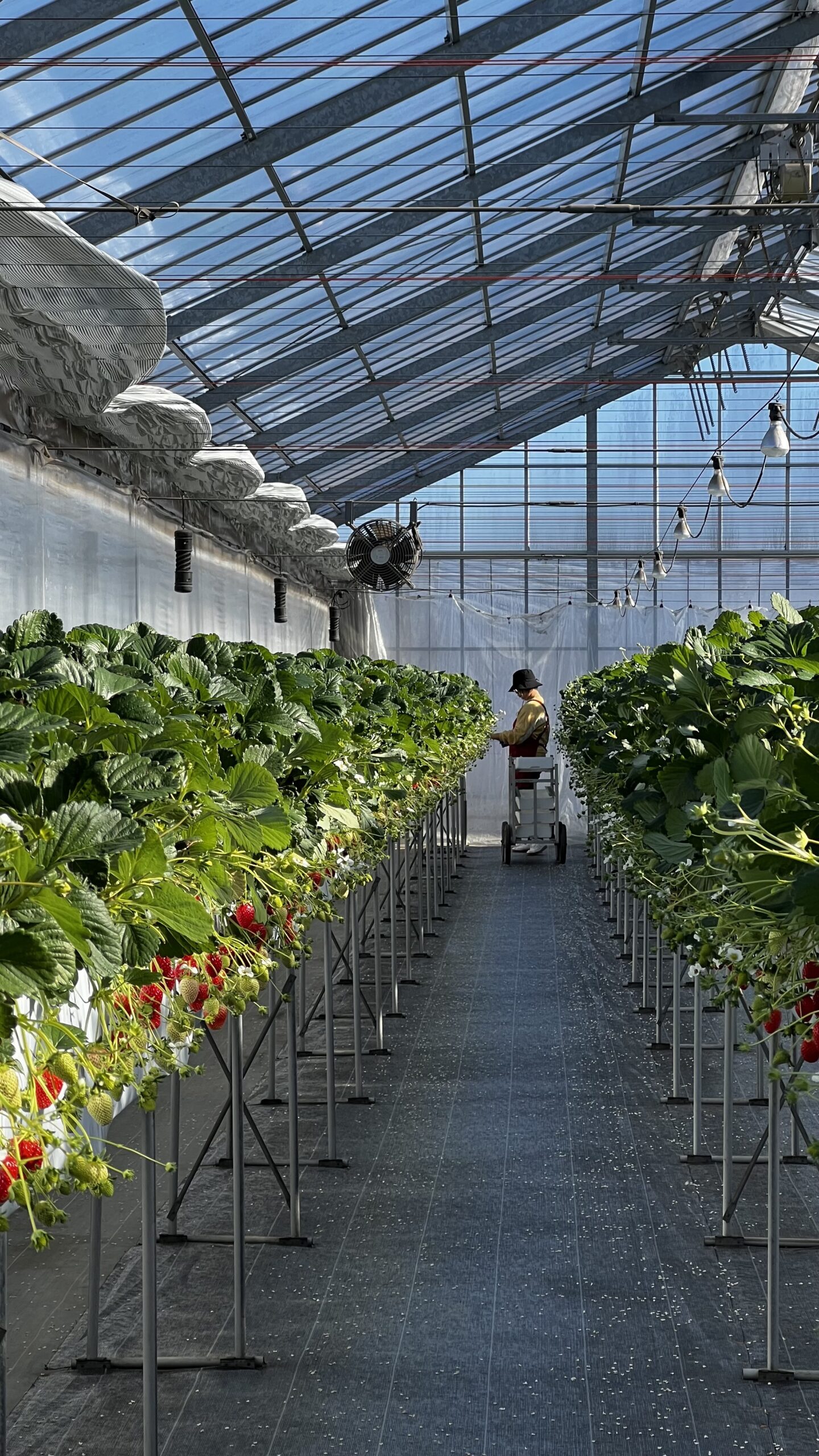 １月１６日(金)の営業について🍓