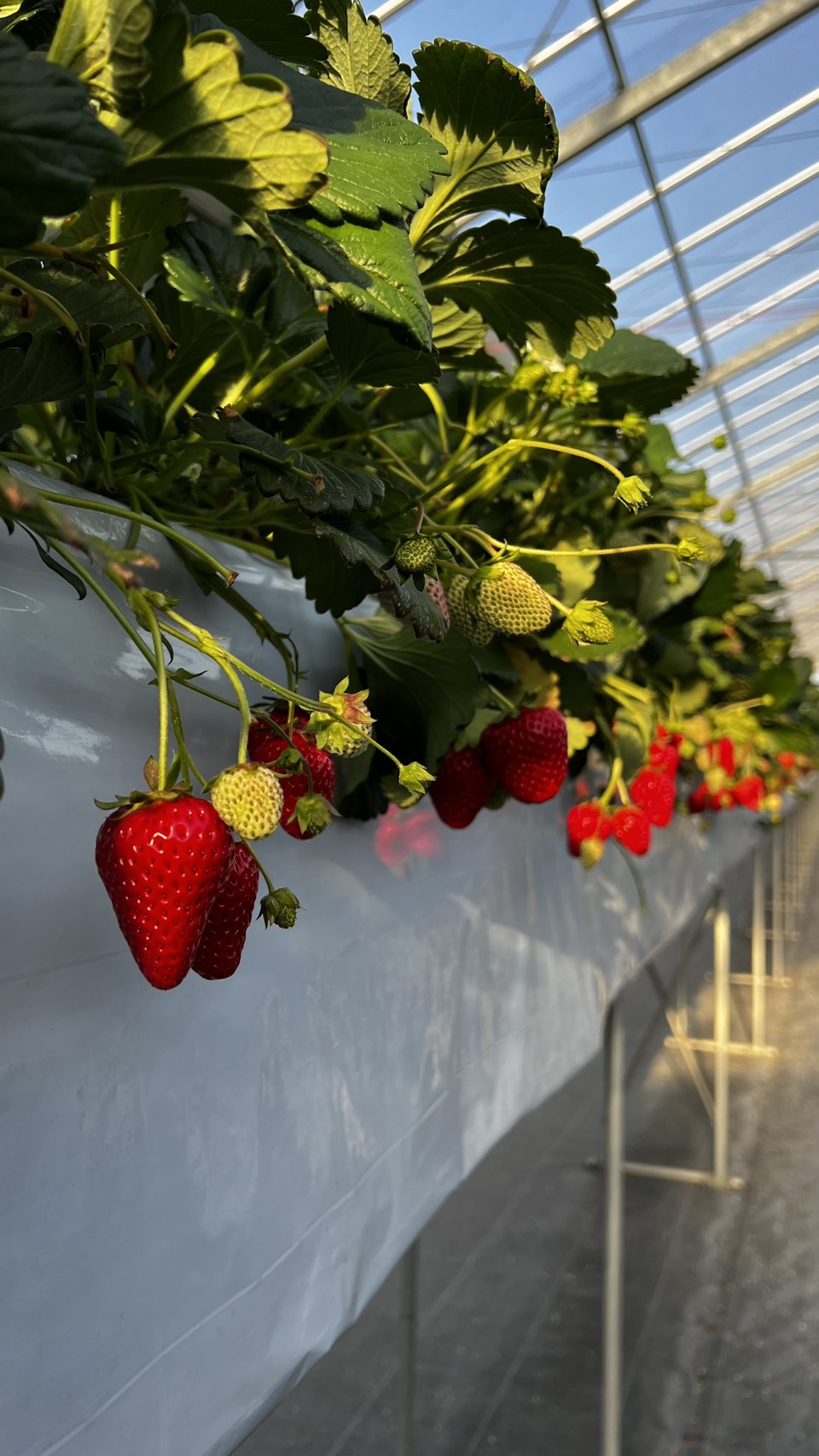 ３月４日(水)の営業について🍓