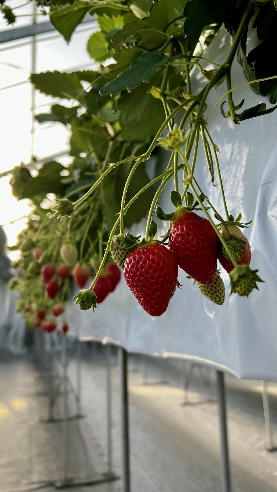 今週末の営業について🍓