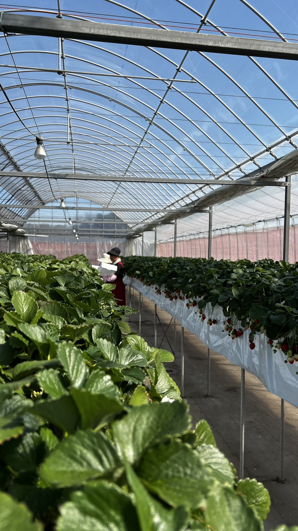 ３月１３日(金)の営業について🍓