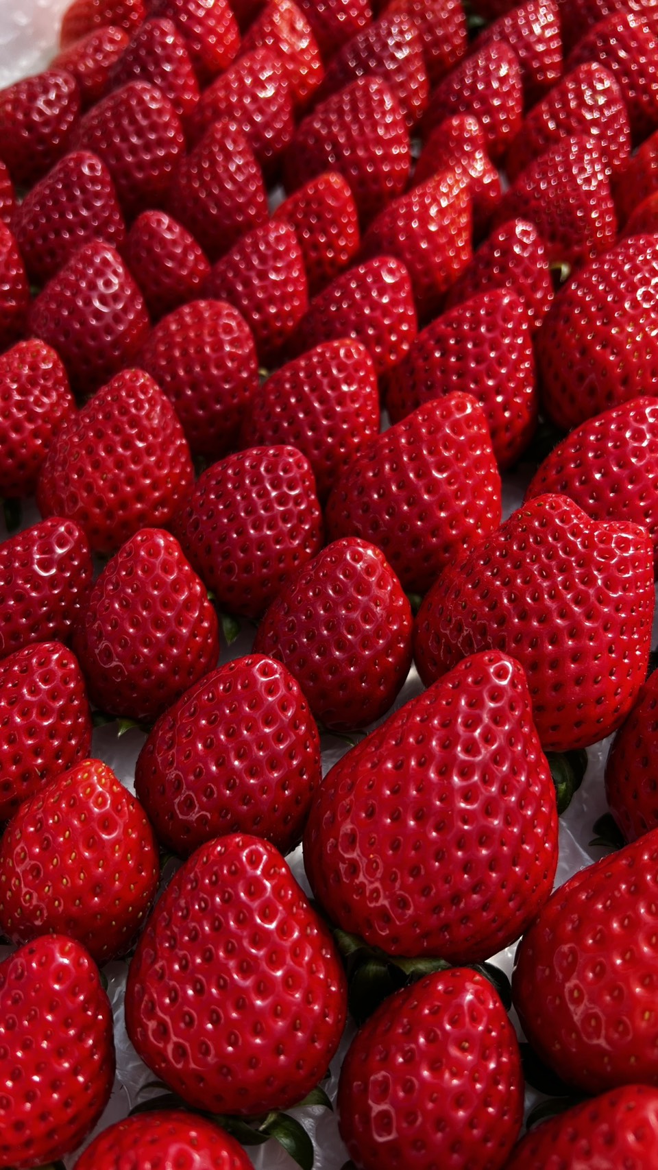 ２月２５日(水)の営業について🍓