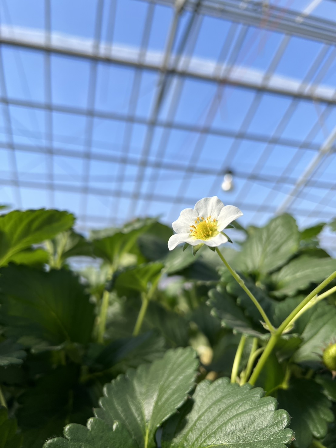 ３月３１日(火)の営業について🍓