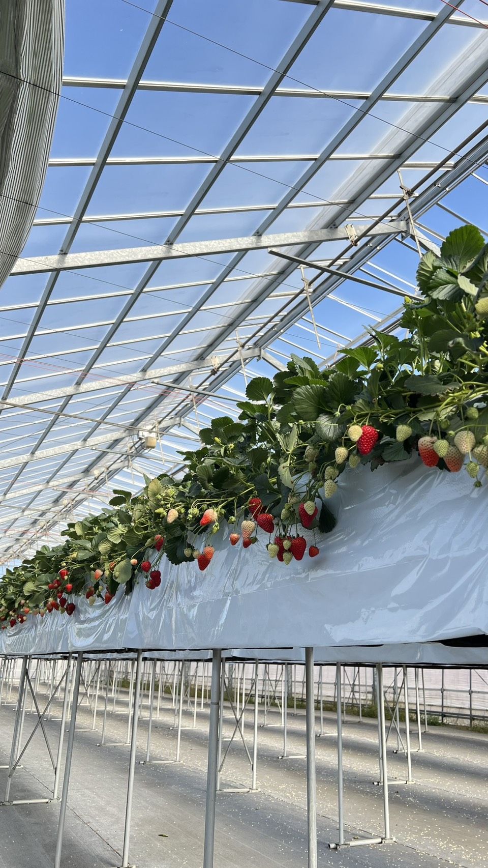 ３月２４日(火)の営業について🍓