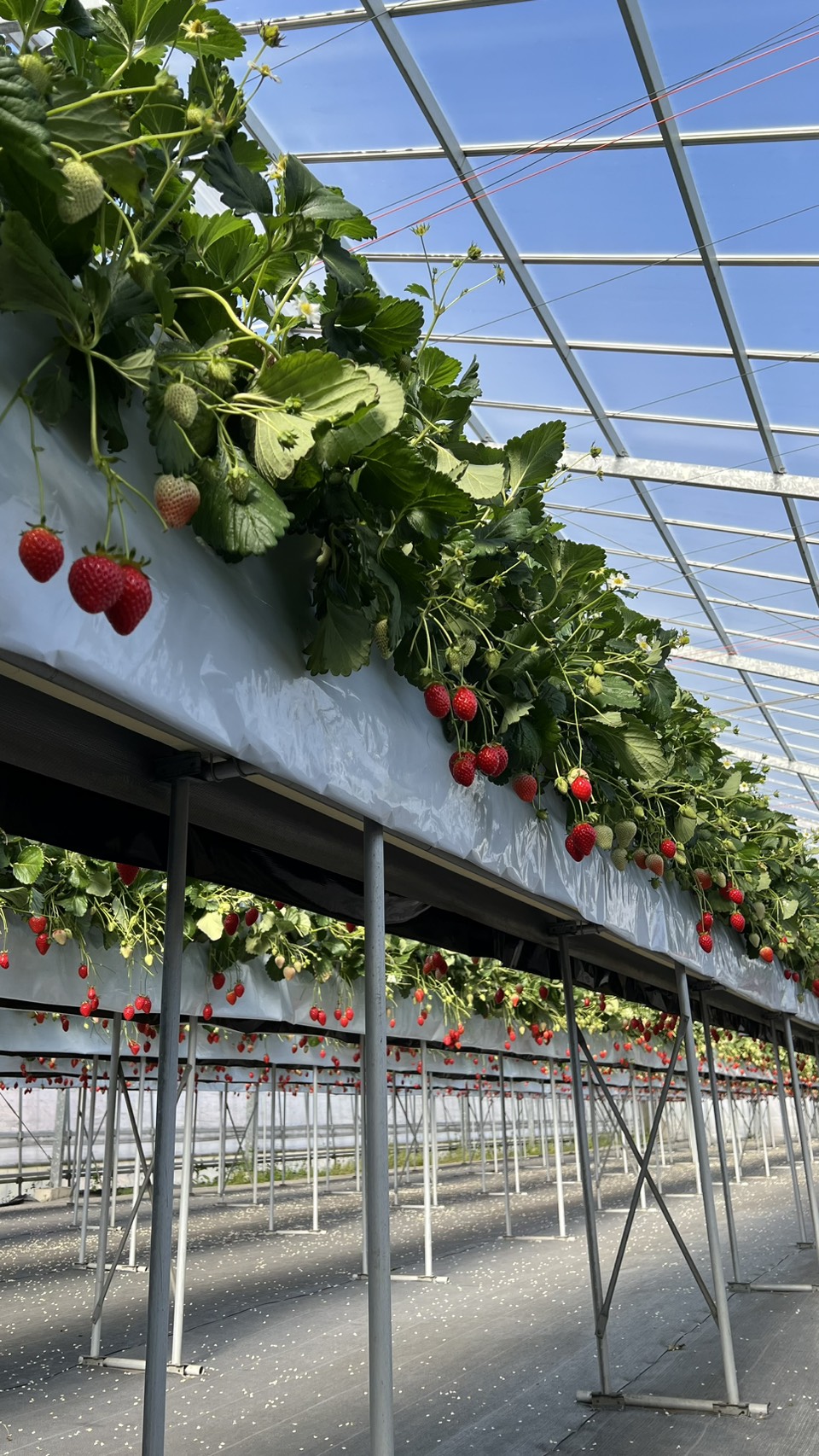 ５月１日(金)の営業について🍓
