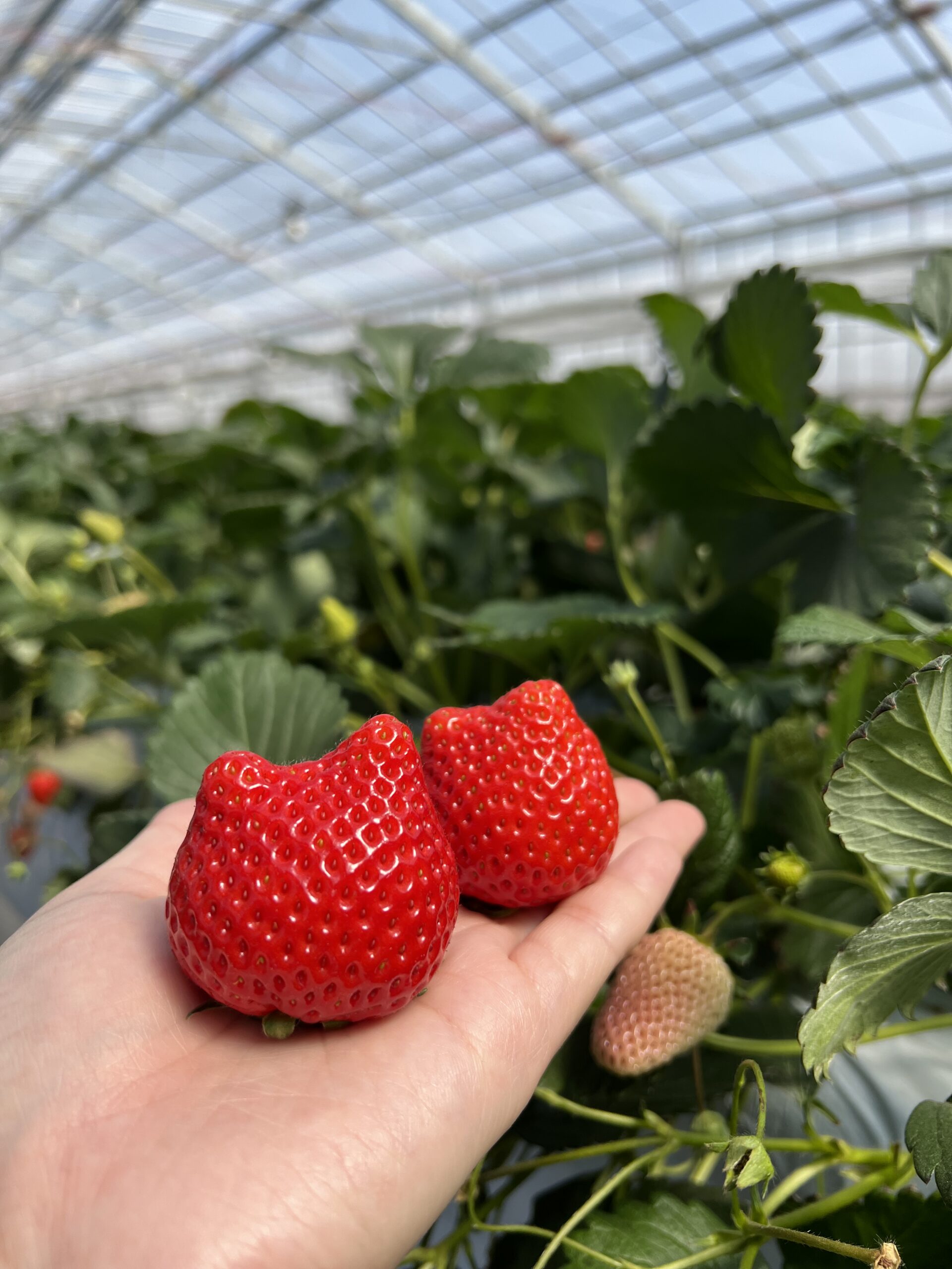 4月8日(水)の営業について🍓