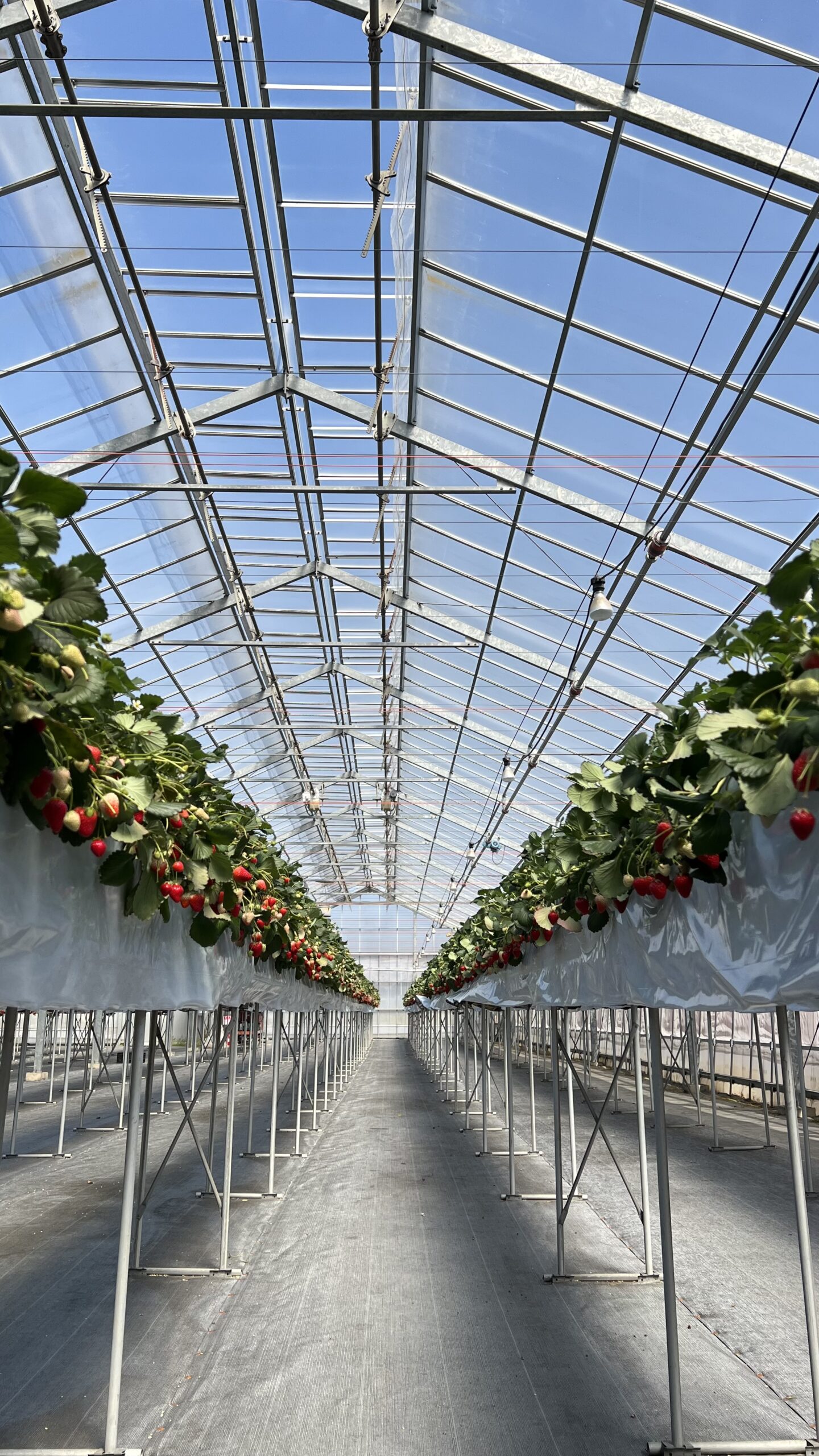 ４月２９日(水)の営業について🍓