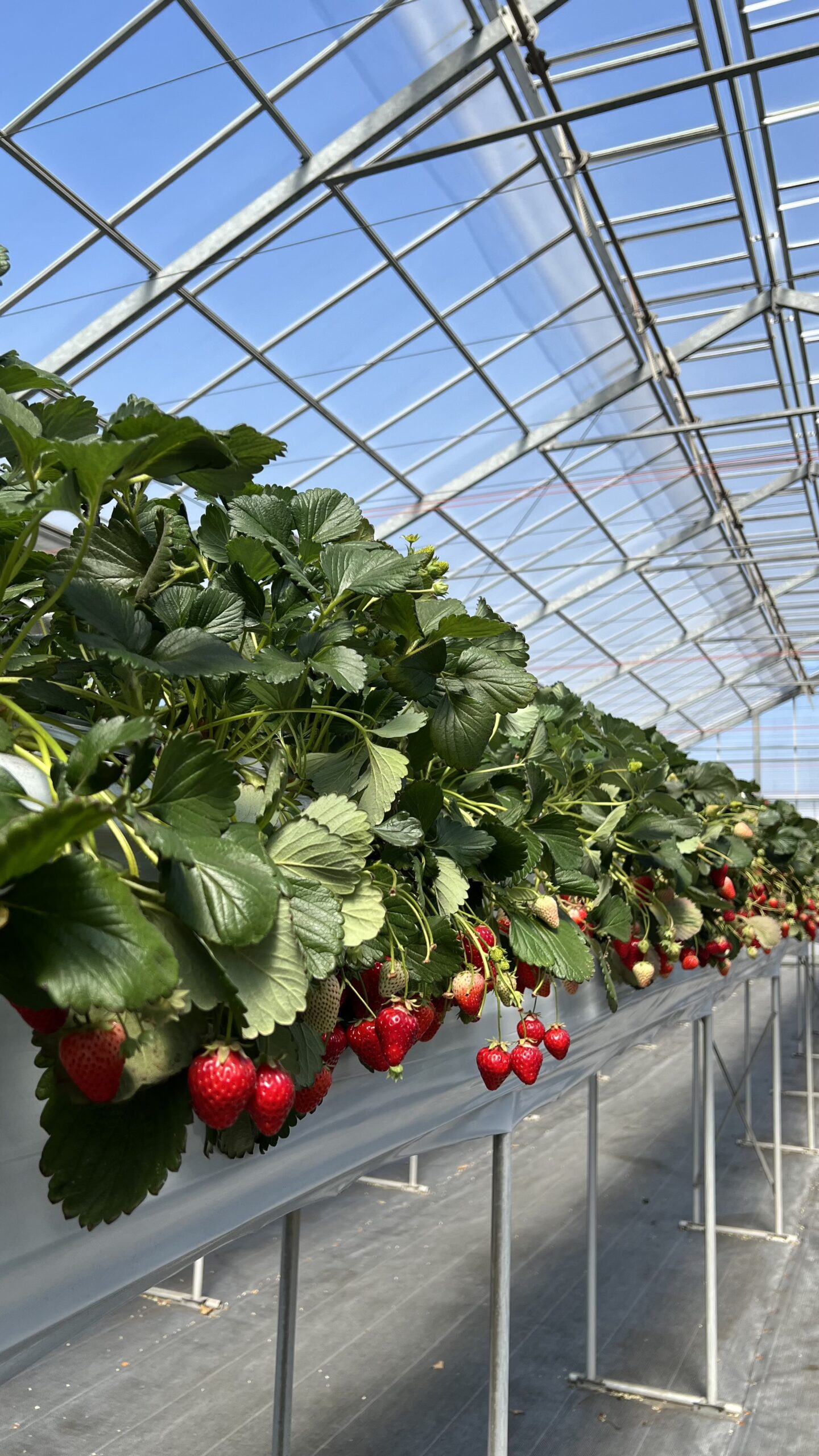 ４月５日(日)の営業について🍓